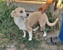 NELLY2, Hund, Mischlingshund in Rumänien