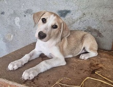 KESSY, Hund, Mischlingshund in Rumänien