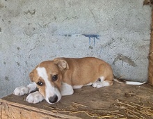 SNOOPY, Hund, Mischlingshund in Rumänien