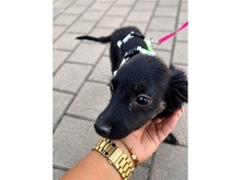 EMMELIN, Hund, Mischlingshund in Püttlingen