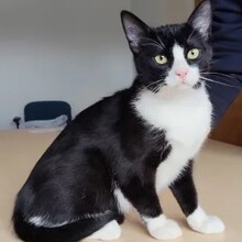 TAHITI, Katze, Europäisch Kurzhaar in Spanien