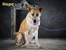 HOPE, Hund, Mischlingshund in Portugal