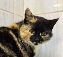 SHEYLA, Katze, Europäisch Kurzhaar in Osdorf