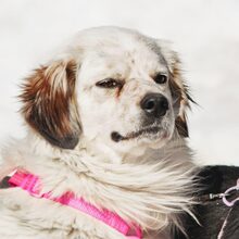 CHUBAKA, Hund, Mischlingshund in Drage
