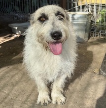BIBBI, Hund, Mischlingshund in Rumänien