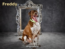 FREDDY, Hund, Mischlingshund in Portugal