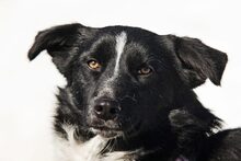 LUNA, Hund, Mischlingshund in Drage