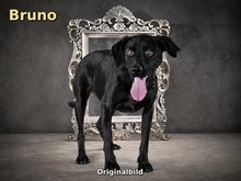 BRUNO, Hund, Mischlingshund in Portugal