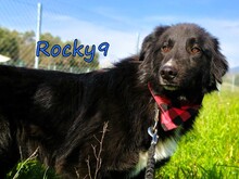 ROCKY9, Hund, Mischlingshund in Griechenland