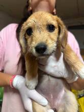 RICA, Hund, Mischlingshund in Rumänien