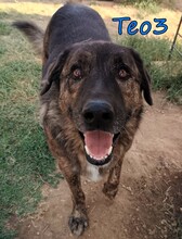 TEO3, Hund, Mischlingshund in Griechenland
