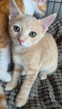 TOFEE, Katze, Europäisch Kurzhaar-Mix in Langenhagen