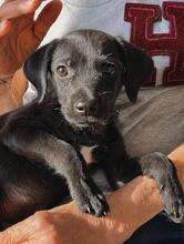 ARTU, Hund, Mischlingshund in Italien