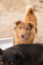 CALVIN, Hund, Mischlingshund in Rumänien