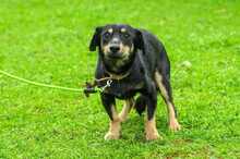 GREY, Hund, Mischlingshund in Russische Föderation