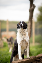 FINJA, Hund, Mischlingshund in Bulgarien