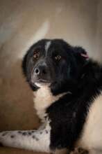REMUS, Hund, Mischlingshund in Bulgarien
