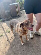 RISHKO, Hund, Mischlingshund in Bulgarien