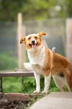 KIRA, Hund, Mischlingshund in Bulgarien