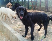 POLLUX, Hund, Mischlingshund in Griechenland