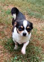EMMA-EDEN, Hund, Chihuahua in Blindheim
