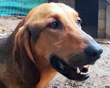GOOFY, Hund, Mischlingshund in Griechenland
