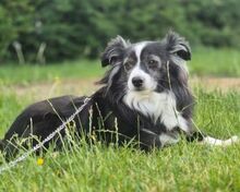 LINAH, Hund, Kokoni-Mix in Aerzen