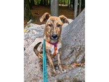 ARO, Hund, Mischlingshund in Mainhardt
