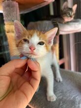 CARLITOS, Katze, Hauskatze in Spanien