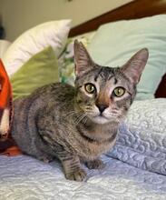 AMELIE, Katze, Hauskatze in Spanien