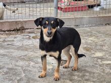 MATTI, Hund, Mischlingshund in Bulgarien