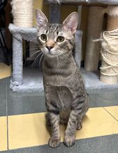 ALVIN, Katze, Hauskatze in Spanien