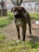 VALENTINA, Hund, Mischlingshund in Bulgarien