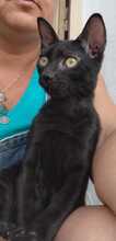 SALEM, Katze, Hauskatze in Spanien