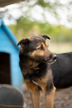 RIO, Hund, Mischlingshund in Bulgarien