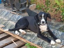 POPPY, Hund, Mischlingshund in Bulgarien