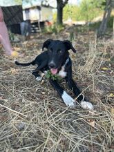 LUPIN, Hund, Mischlingshund in Bulgarien