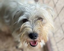 DORI, Hund, Bichon à poil frisé-Mix in Rösrath