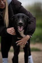 SUNNY, Hund, Mischlingshund in Bulgarien
