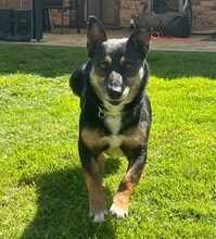 LEROY, Hund, Mischlingshund in Herxheim