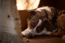 DAISY, Hund, Mischlingshund in Bulgarien