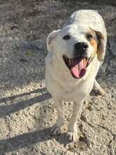PANSY, Hund, Mischlingshund in Bulgarien