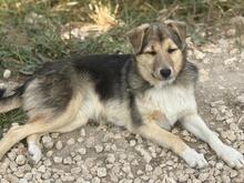 ROSA, Hund, Mischlingshund in Bulgarien