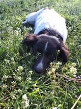 MOKKA, Hund, Mischlingshund in Bulgarien