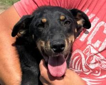 KATI, Hund, Mischlingshund in Rumänien