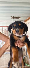 MONTY, Hund, Mischlingshund in Griechenland