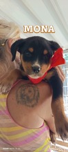 MONA, Hund, Mischlingshund in Griechenland