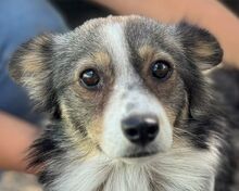 FRANZI, Hund, Mischlingshund in Rumänien