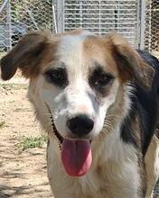 LARA, Hund, Mischlingshund in Italien