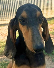 BRANDO, Hund, Segugio Italiano in Italien